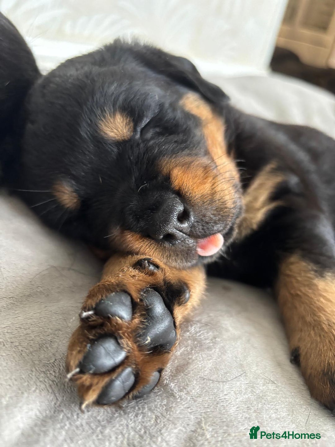 Rottweiler dogs for sale: Stunning Rottweiler Puppies - Image 9