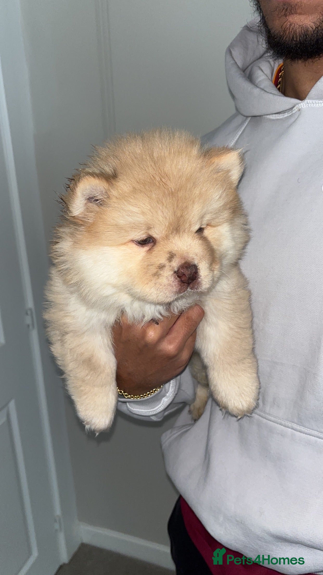 Chow Chow dogs 5 Gen Pedigree Chow Chow Puppies - Advert 1