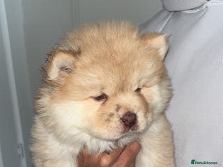 Chow Chow dogs !REDUCED! 5 Gen Pedigree Chow Chow Puppies - Advert 1