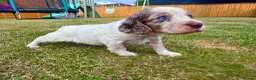 Cockapoo dogs for sale: Beautiful Cockapoo Babies 🐾🐾🐾 - Advert 6