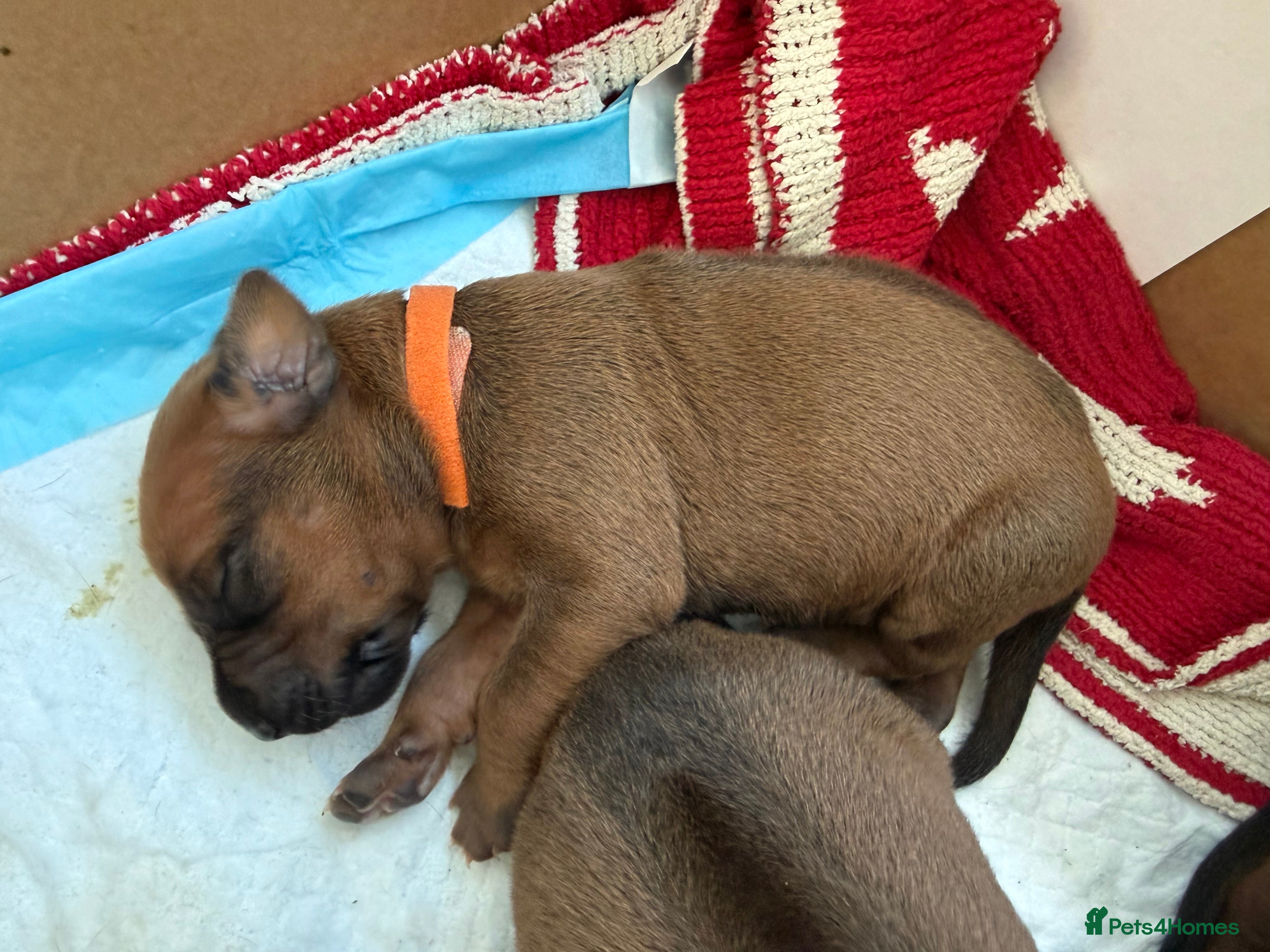 Rhodesian Ridgeback dogs Rhodesian Ridgeback Puppies - Advert 2