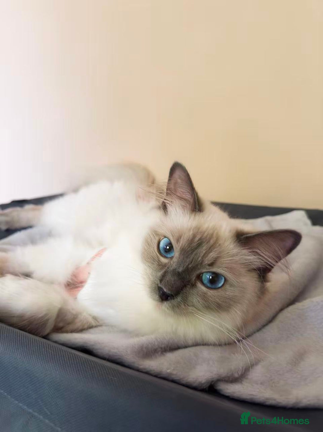 Ragdoll cats for sale: Our Lovely Girl – Looking for a Forever Home - Image 9