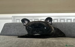 French Bulldog dogs for sale: FrenchAngels 👼🏼🐾 - Image 15