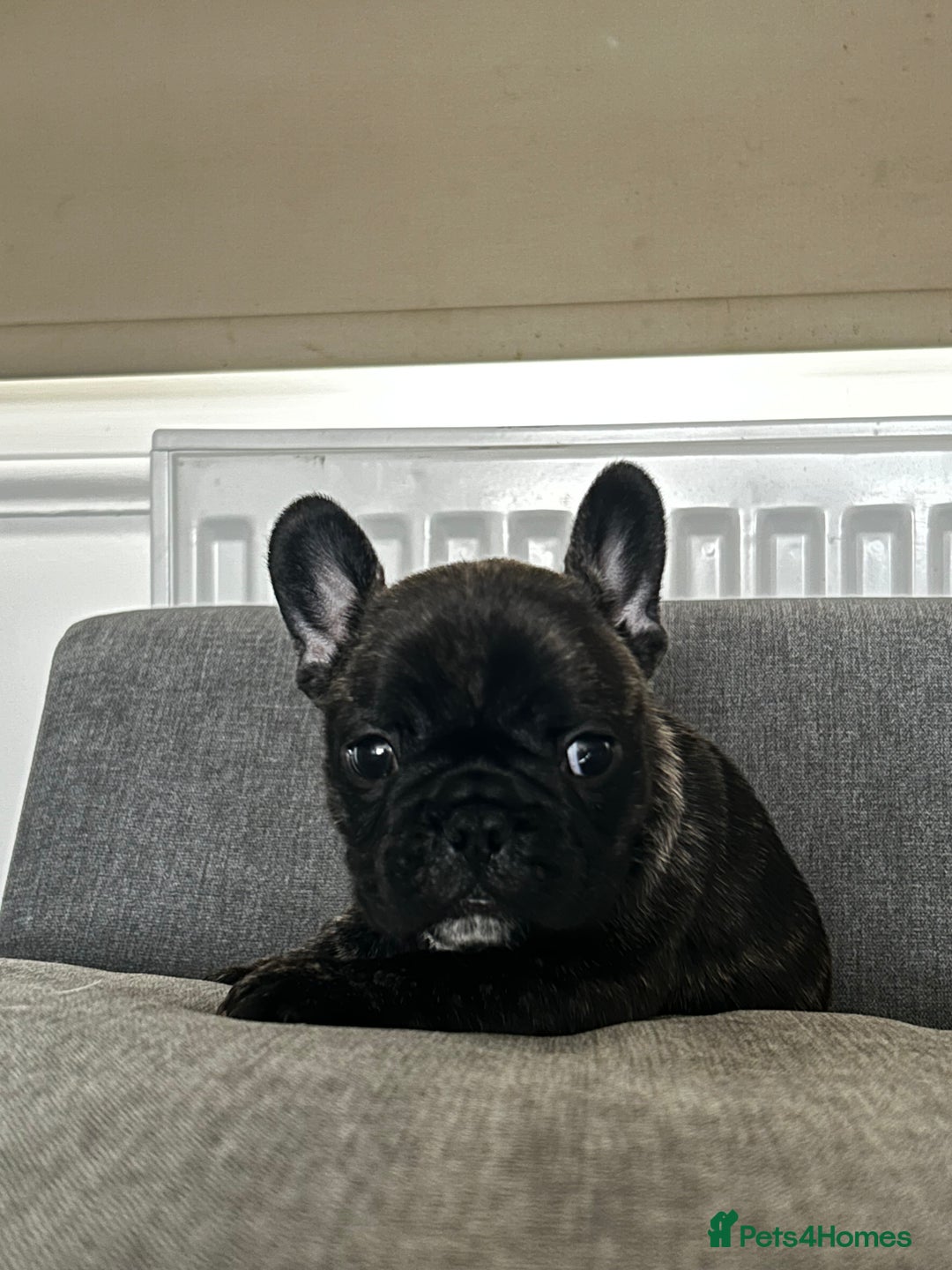 French Bulldog dogs for sale: FrenchAngels 👼🏼🐾 - Image 15