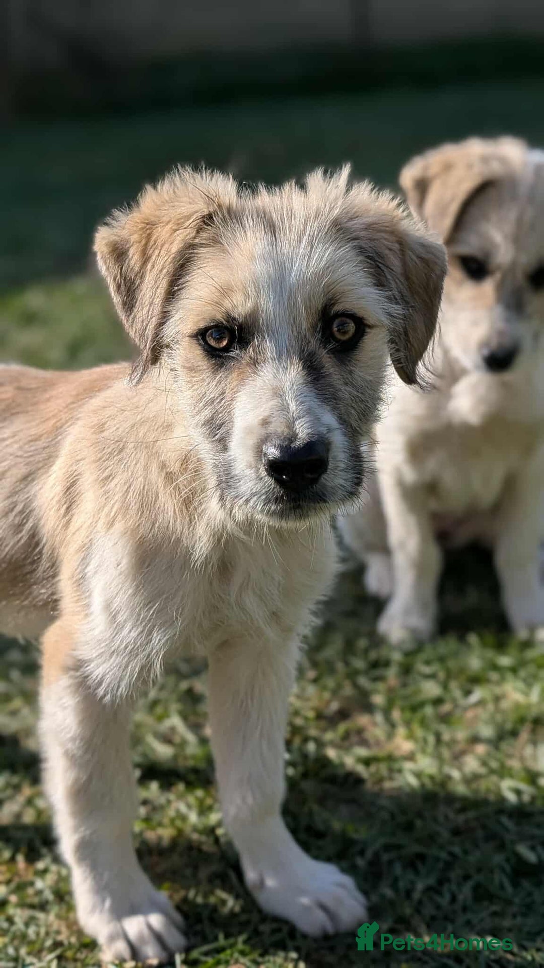 Mixed Breed dogs for adoption: Boo for adoption - Advert 5