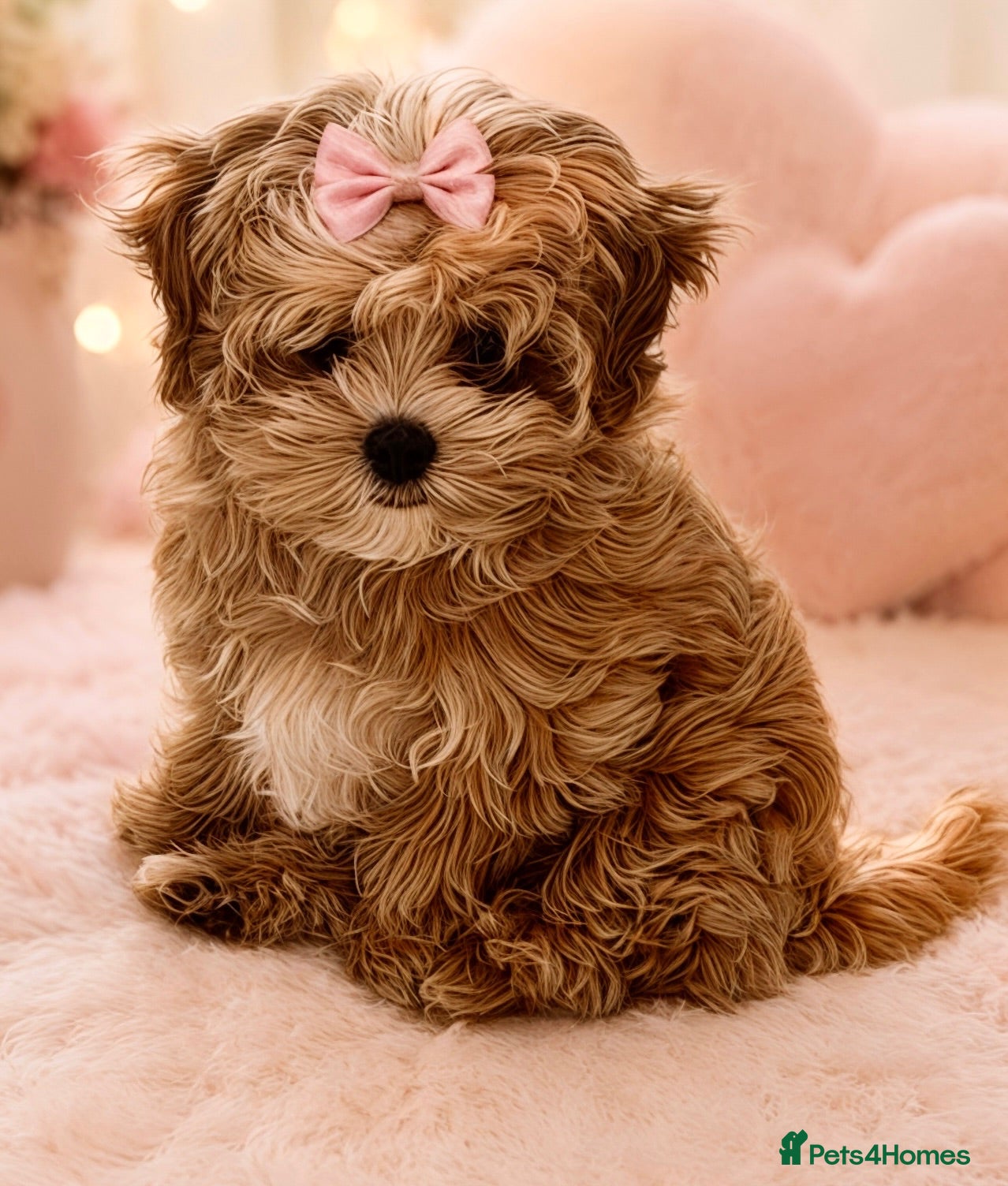 Maltipoo dogs 💖Last Girl Quality Asian Maltipoo DNA clear💎🧸   - Advert 9
