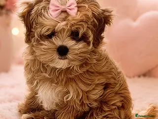 Maltipoo dogs 💖Last Girl Quality Asian Maltipoo DNA clear💎🧸 - Advert 9