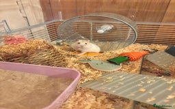 Hamster rodents for sale: Friendly dwarf hamster - 12 weeks old  - Image 4