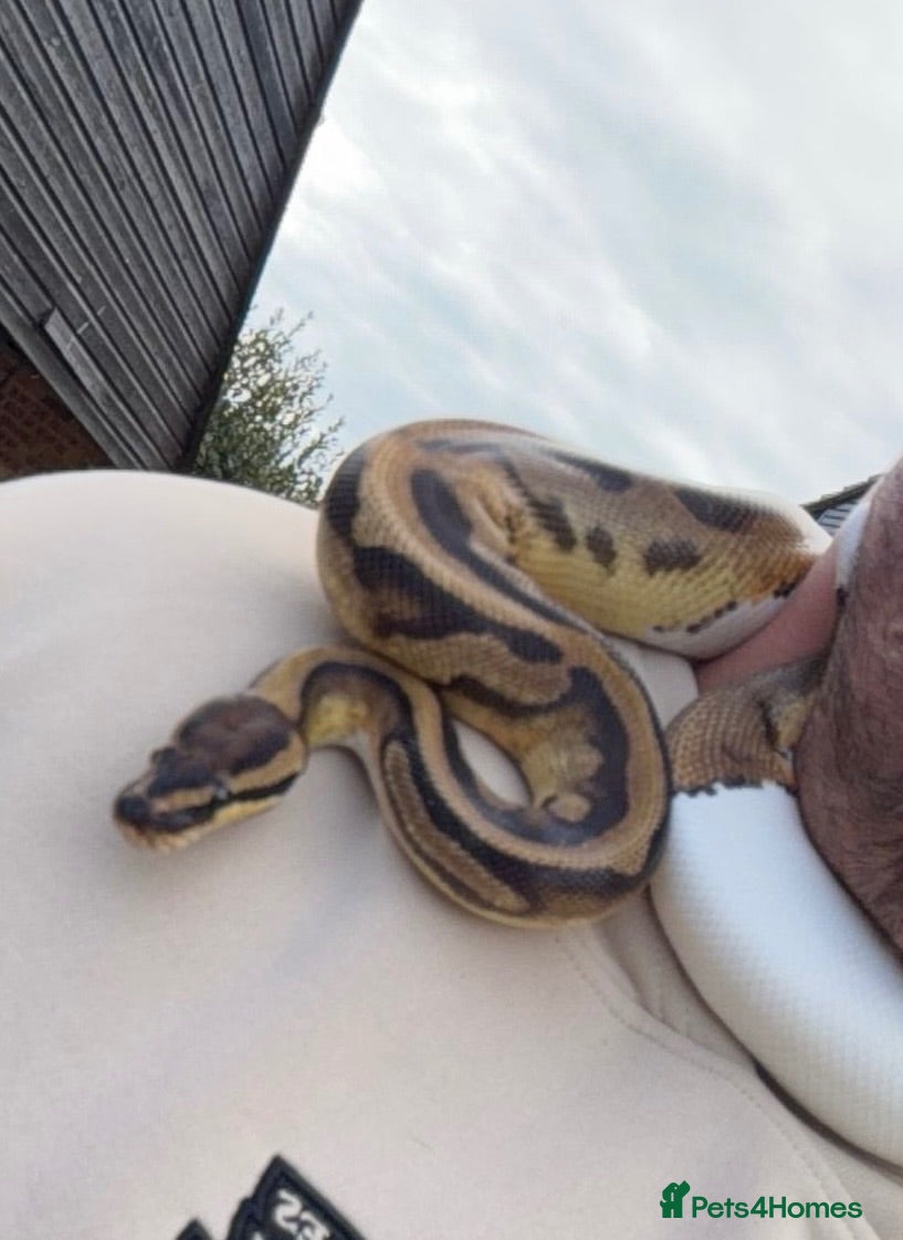 Python Snake reptiles Pied Royal Python & Full Setup – £400 ONO - Advert 1