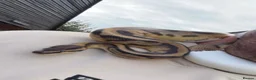 Python Snake reptiles for sale: Pied Royal Python & Full Setup – £400 ONO in Eastbourne - Advert 1
