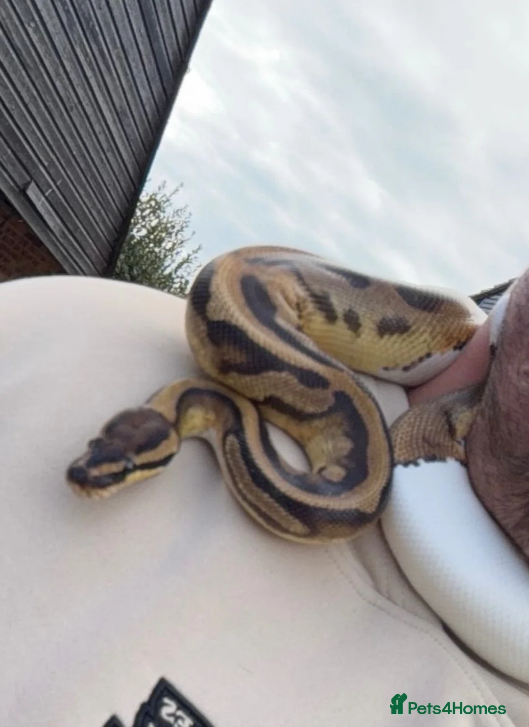 Python Snake reptiles for sale: Pied Royal Python & Full Setup – £400 ONO in Eastbourne - Advert 1