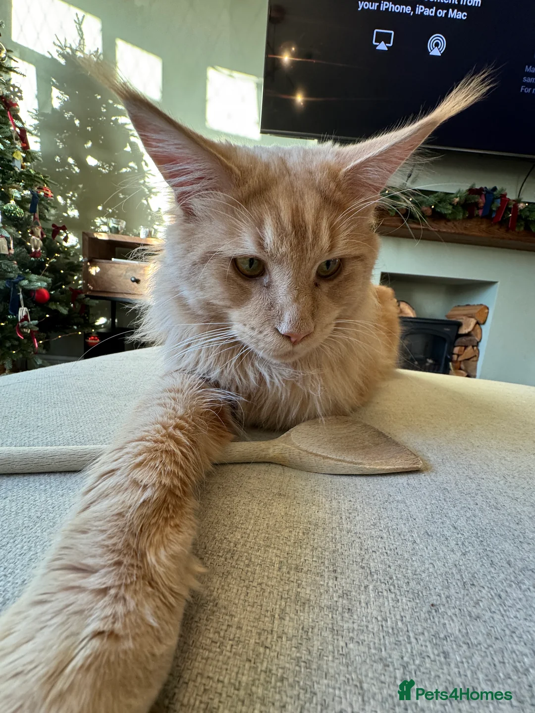 Maine Coon cats for sale: Custard - Advert 7