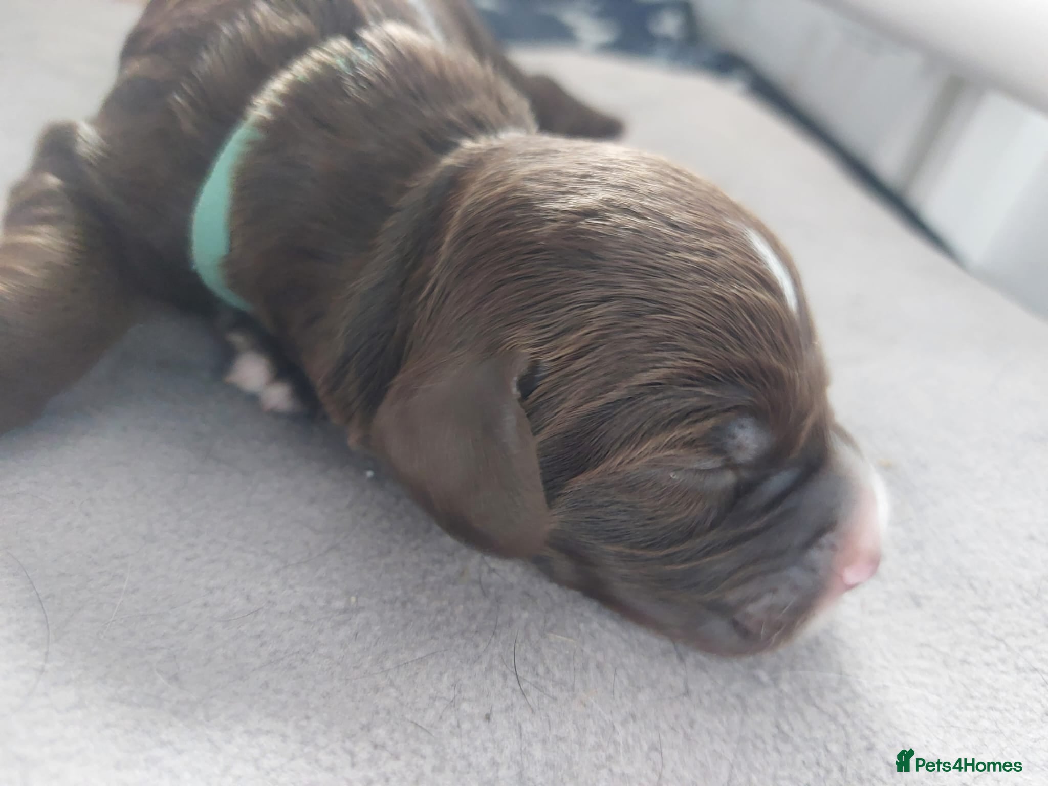 Sprocker dogs for sale: Sprocker Spaniel DWKC registered working line pups - Advert 13