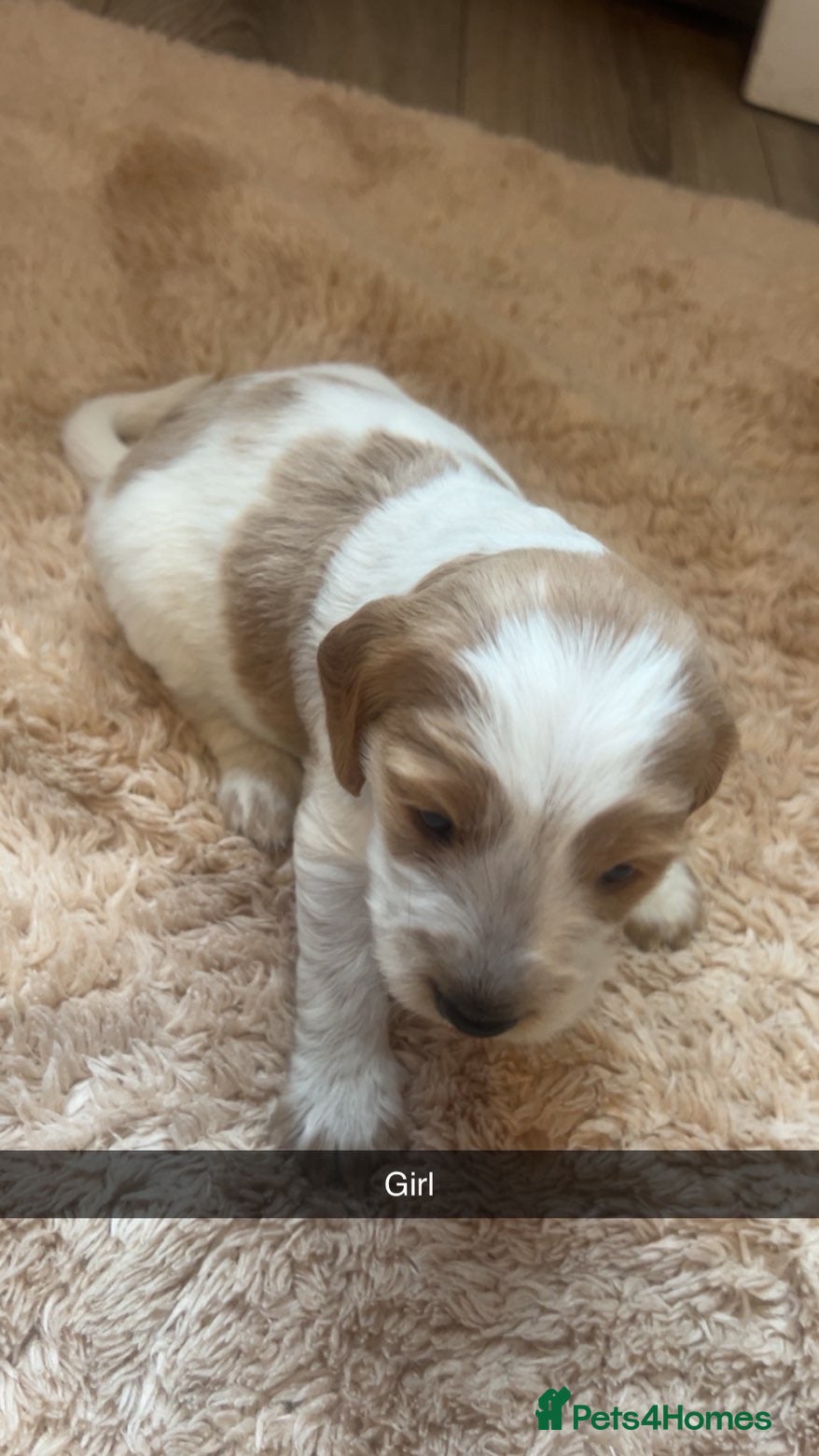 Cockapoo dogs for sale: 8 cockapoo puppys - Advert 14