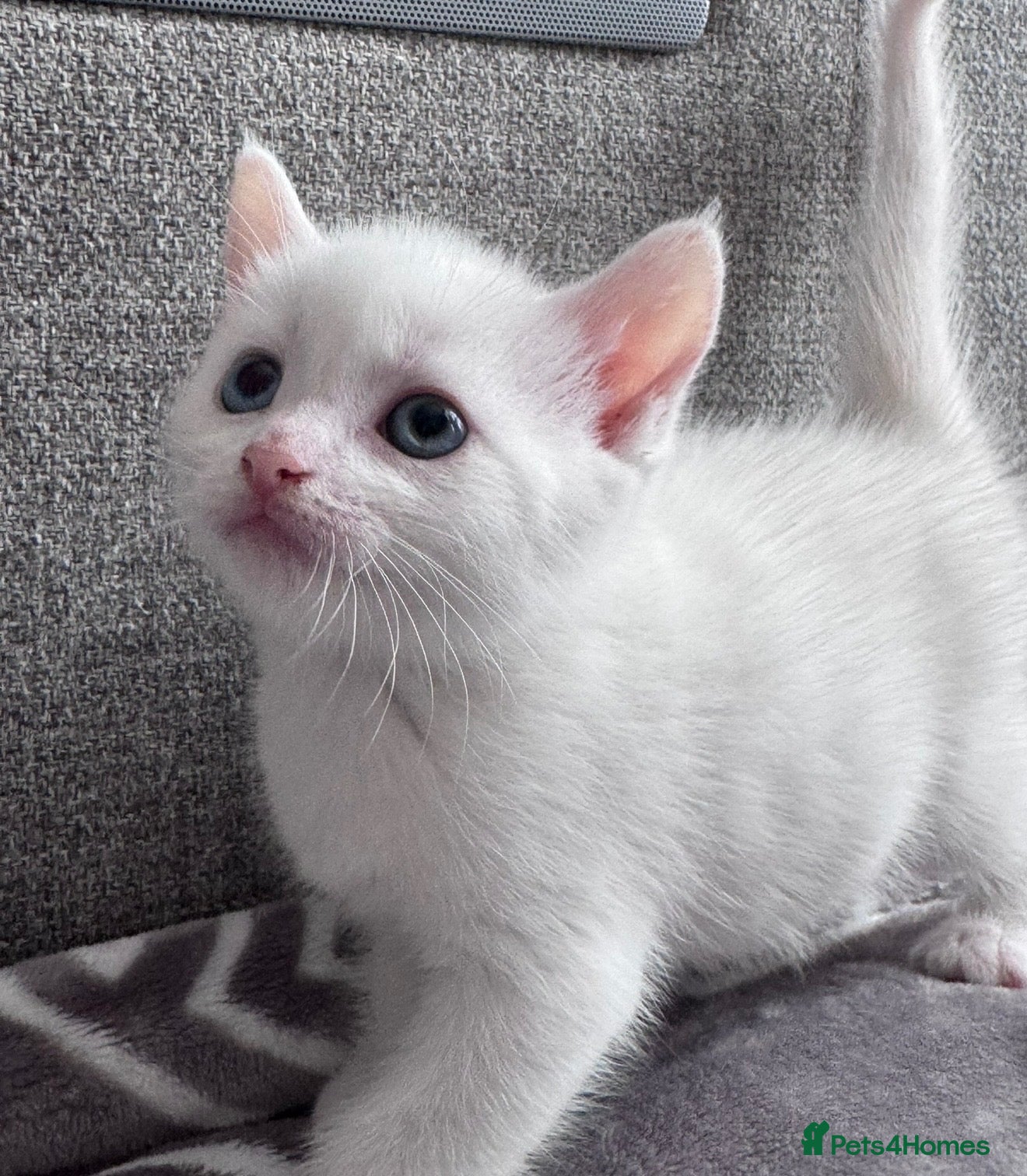 Mixed Breed cats Adorable kittens ready for their new homes - Advert 11