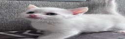 Mixed Breed cats for sale: Adorable kittens ready for their new homes - Advert 2