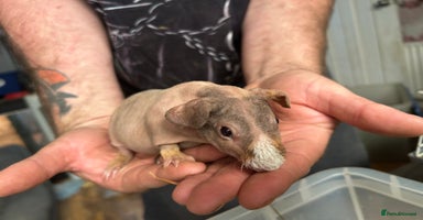 Guinea Pig rodents in Doncaster - Advert 7