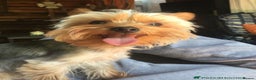 Yorkshire Terrier dogs for stud: Miniature experienced Yorkshire Terrier for STUD  - Advert 5