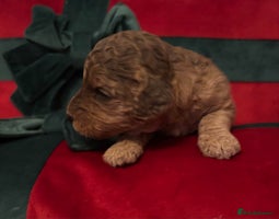 Cockapoo dogs ⭐️OUTSTANDING, HIGH QUALITY Cockapoo F1B Puppies⭐️ - Advert 6