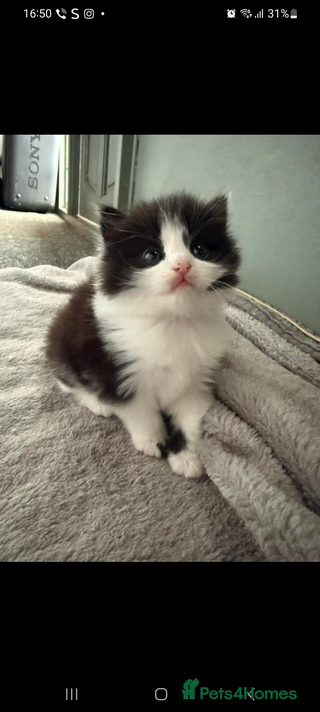 Siberian cats SIBERIAN - Advert 11