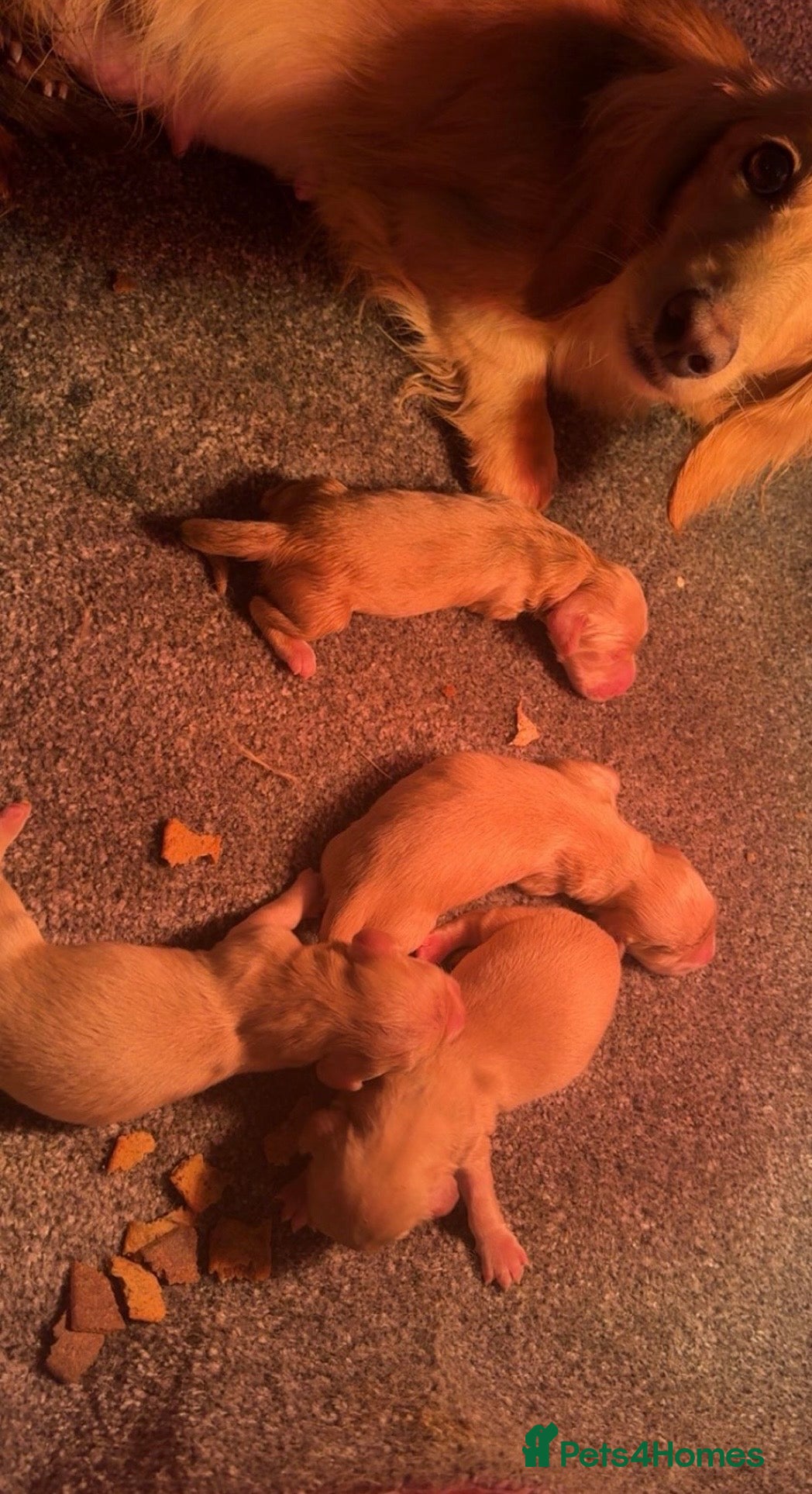 Miniature Dachshund dogs Cream Longhaired Mini Dachshunds - Advert 2