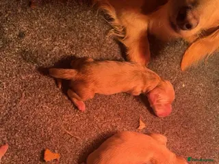 Miniature Dachshund dogs Cream Longhaired Mini Dachshunds - Advert 2