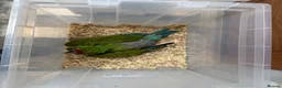 Macaws birds for sale: Selling baby handreared  military macaw  - Advert 6