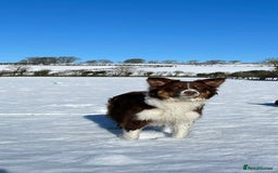 Bordoodle dogs for sale: OUTSTANDING *TRI COLOUR* MINIATURE BORDOODLES - Image 17