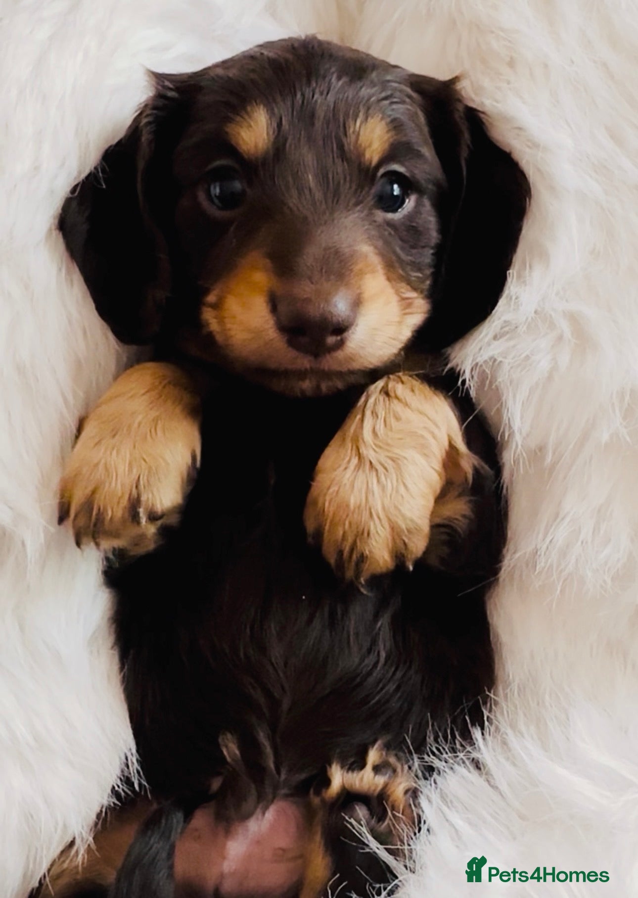 Miniature Dachshund dogs KC Reg Long Haired Miniature Dachshund Puppies - Advert 5