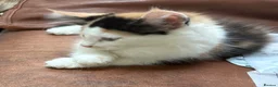 Maine Coon cats for sale: 3 beautiful Maine Coon kittens still available! - Advert 3