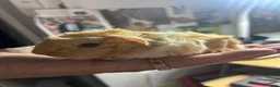 Guinea Pig rodents for sale: Funky guinea pigs - Advert 2
