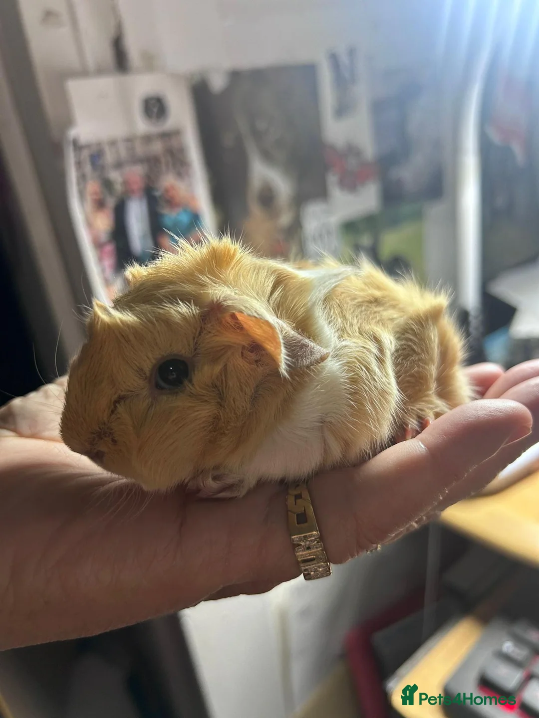 Guinea Pig rodents for sale: Funky guinea pigs - Advert 2