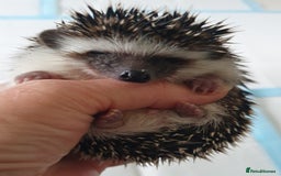 Pygmy Hedgehog rodents for sale: Full pedigree Baby African pygmy hedgehog  - Image 6