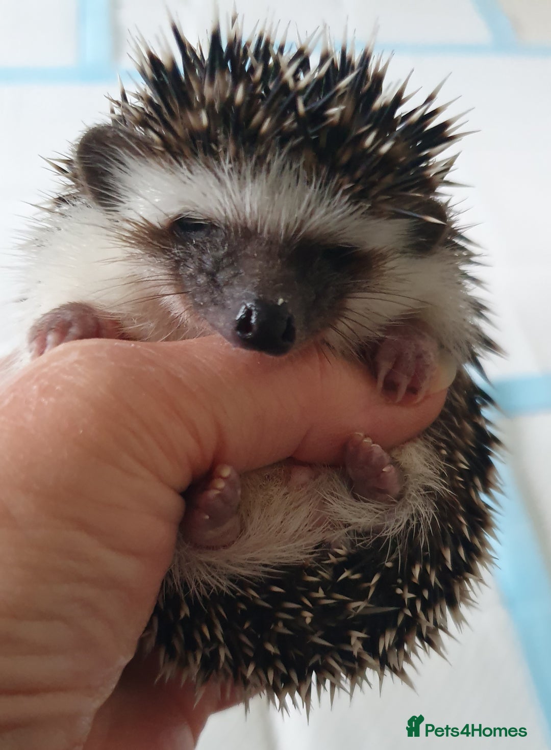 Pygmy Hedgehog rodents for sale: Full pedigree Baby African pygmy hedgehog  - Image 6