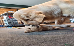 Golden Retriever dogs for sale: 7 Litter Of Golden Retrevier Pups Ready Now. - Image 2