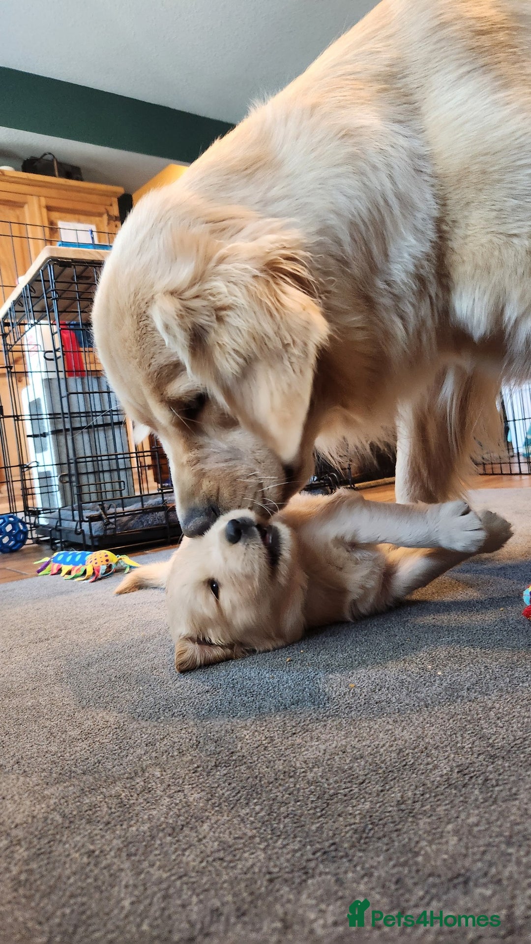 Golden Retriever dogs for sale: 7 Litter Of Golden Retrevier Pups Ready Now. - Image 2
