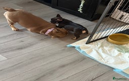 French Bulldog dogs for sale: A very very special girl - Image 7