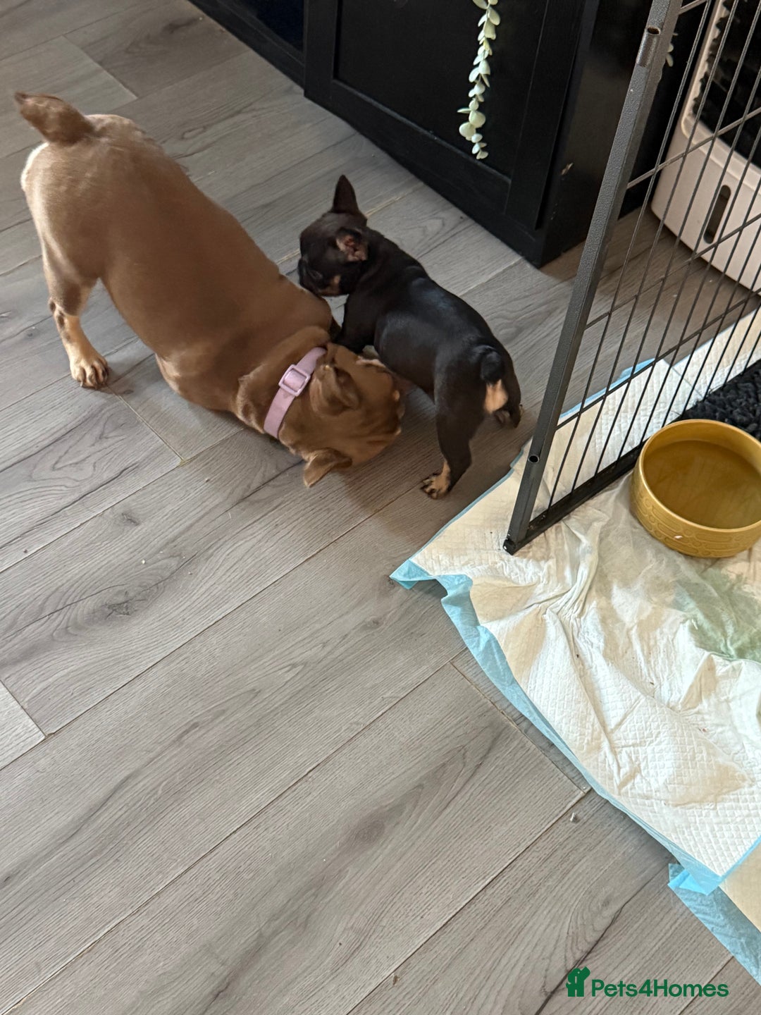 French Bulldog dogs for sale: A very very special girl - Image 7