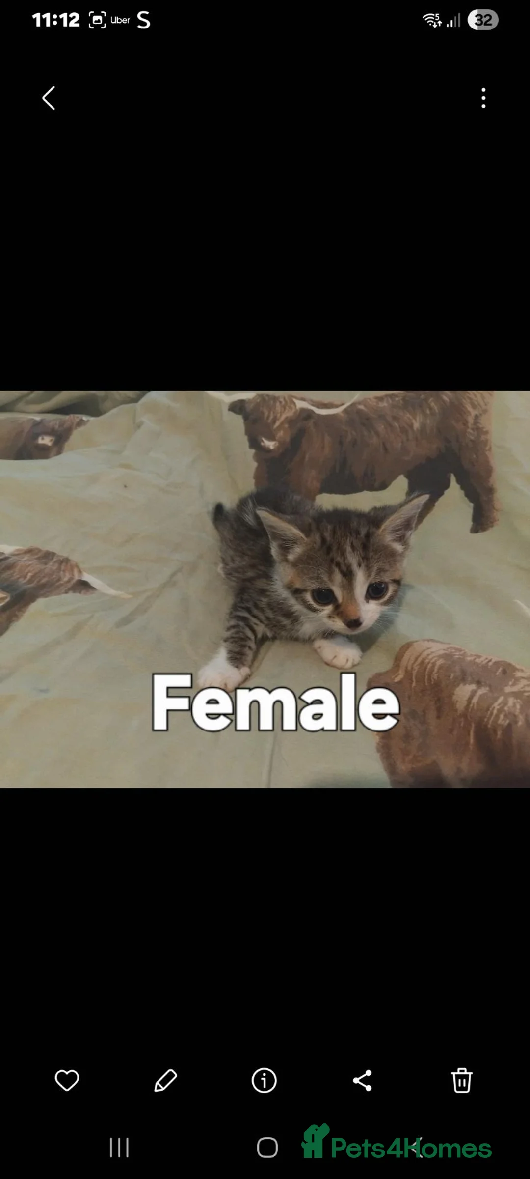 British Shorthair cats for sale: X 6 kittens for sale  - Advert 2