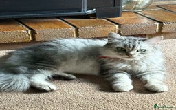 Persian cats for sale: Dollface Persian kittens - Image 4