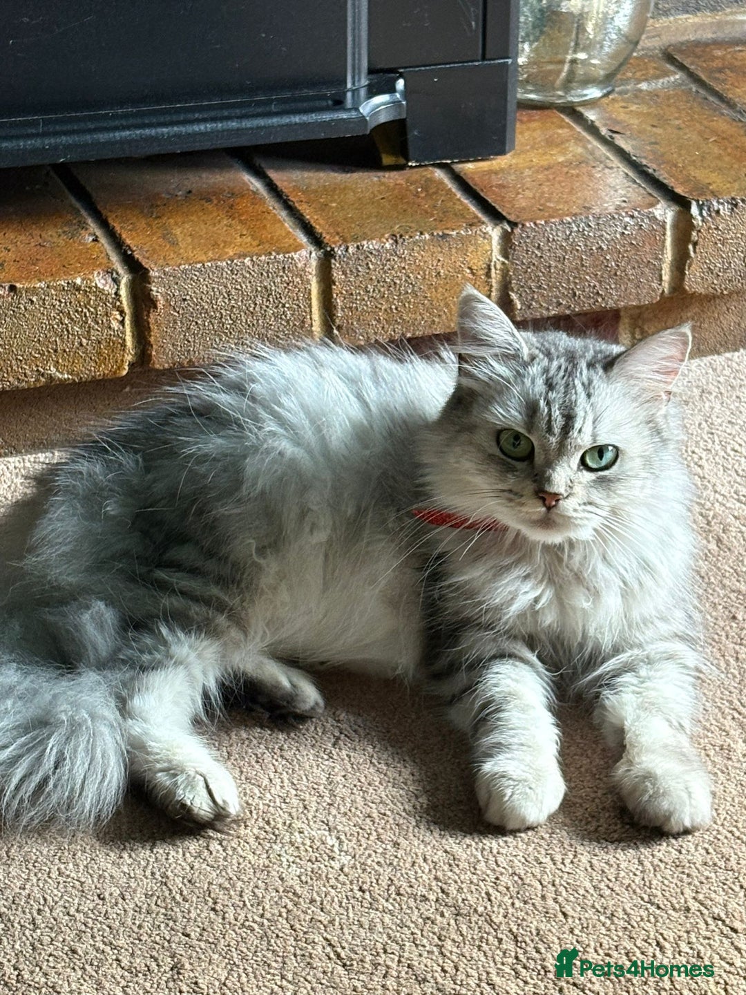 Persian cats for sale: Dollface Persian kittens - Image 4