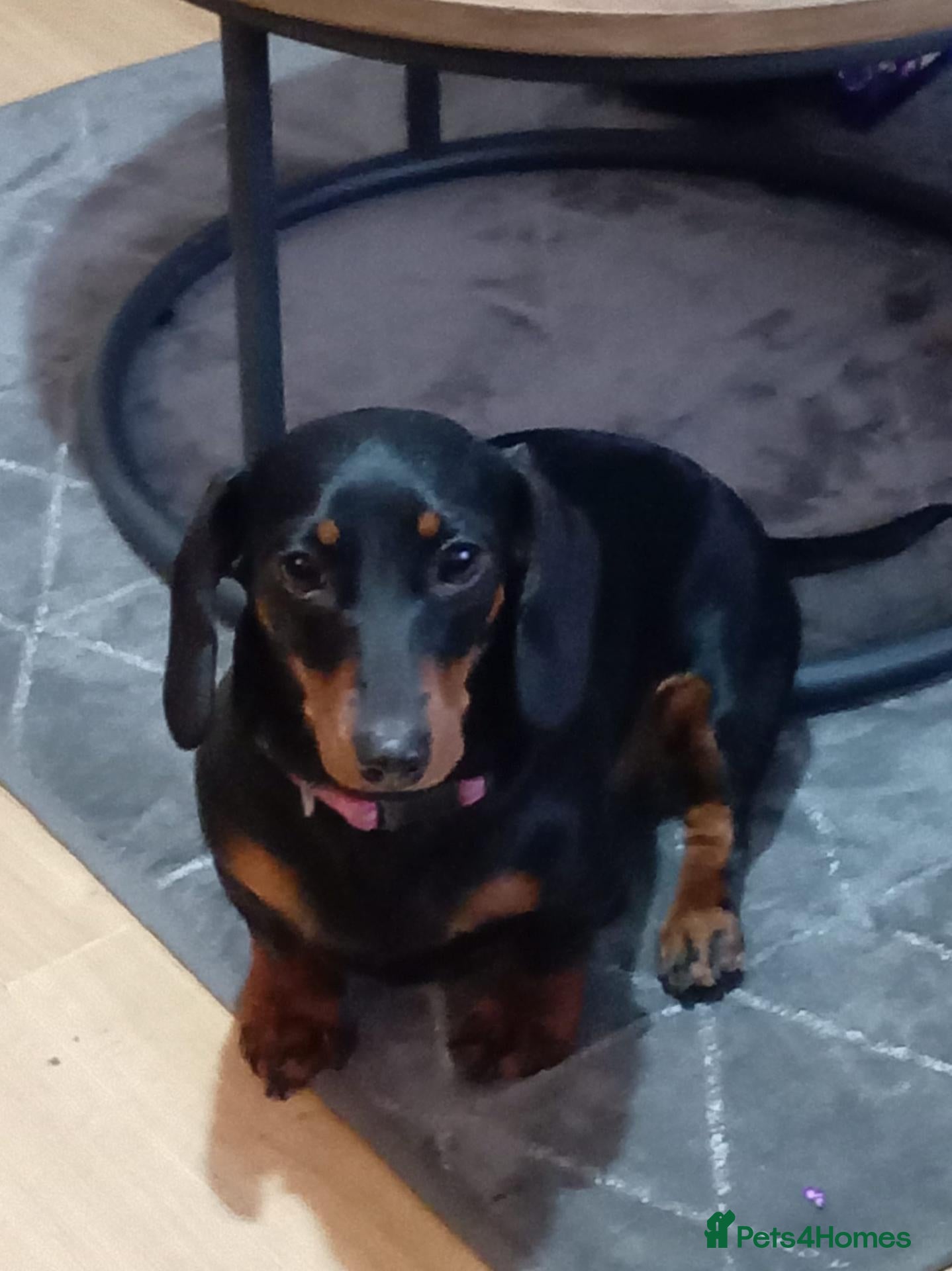 Miniature Dachshund dogs for sale: Miniature dachshund 9 months old  - Advert 4