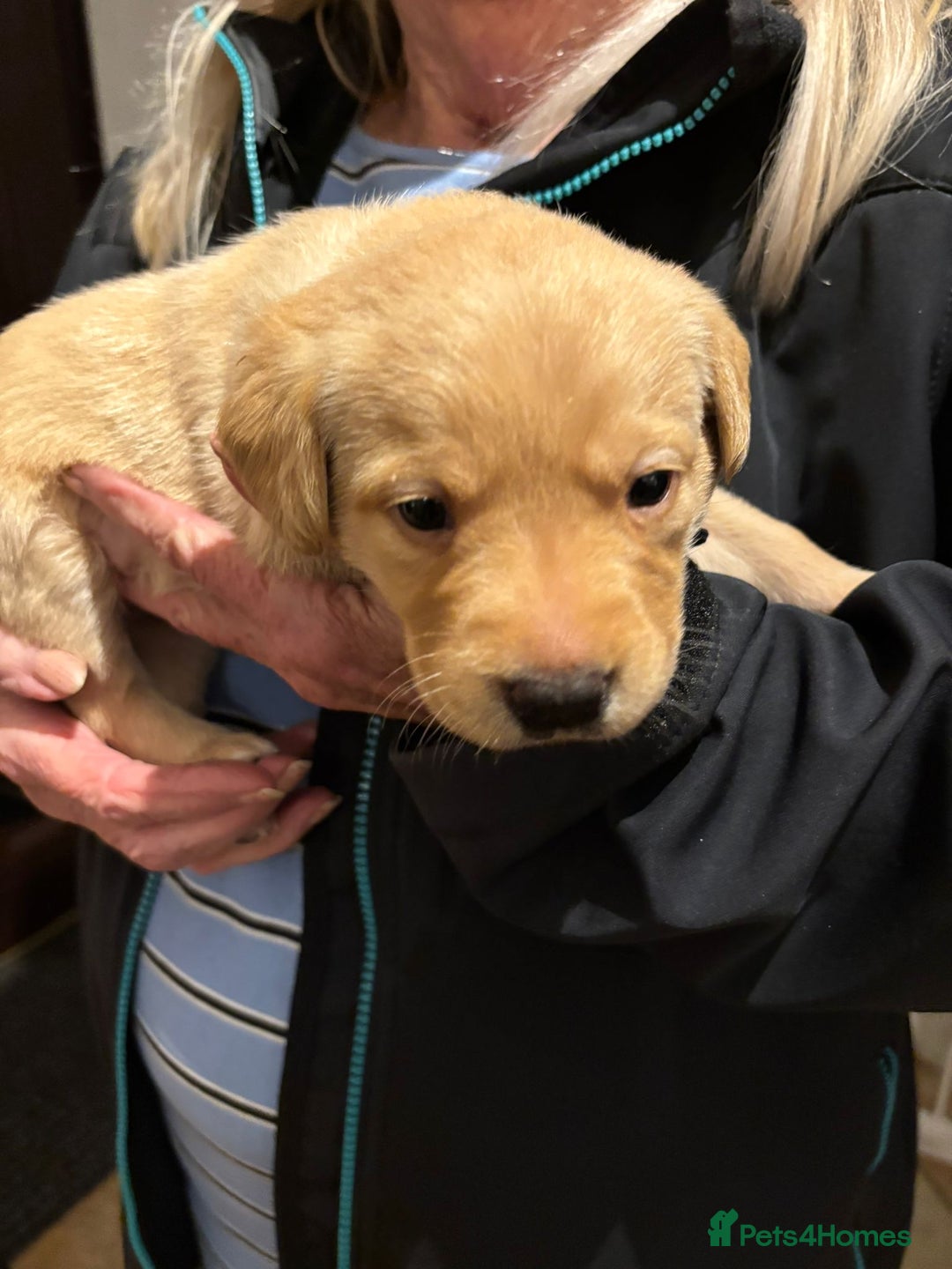 Labrador Retriever dogs for sale: KENNEL CLUB REGISTERED LABRADOR PUPPIES  - Advert 11