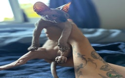 Sphynx cats for sale: female sphynx kitten - Image 3