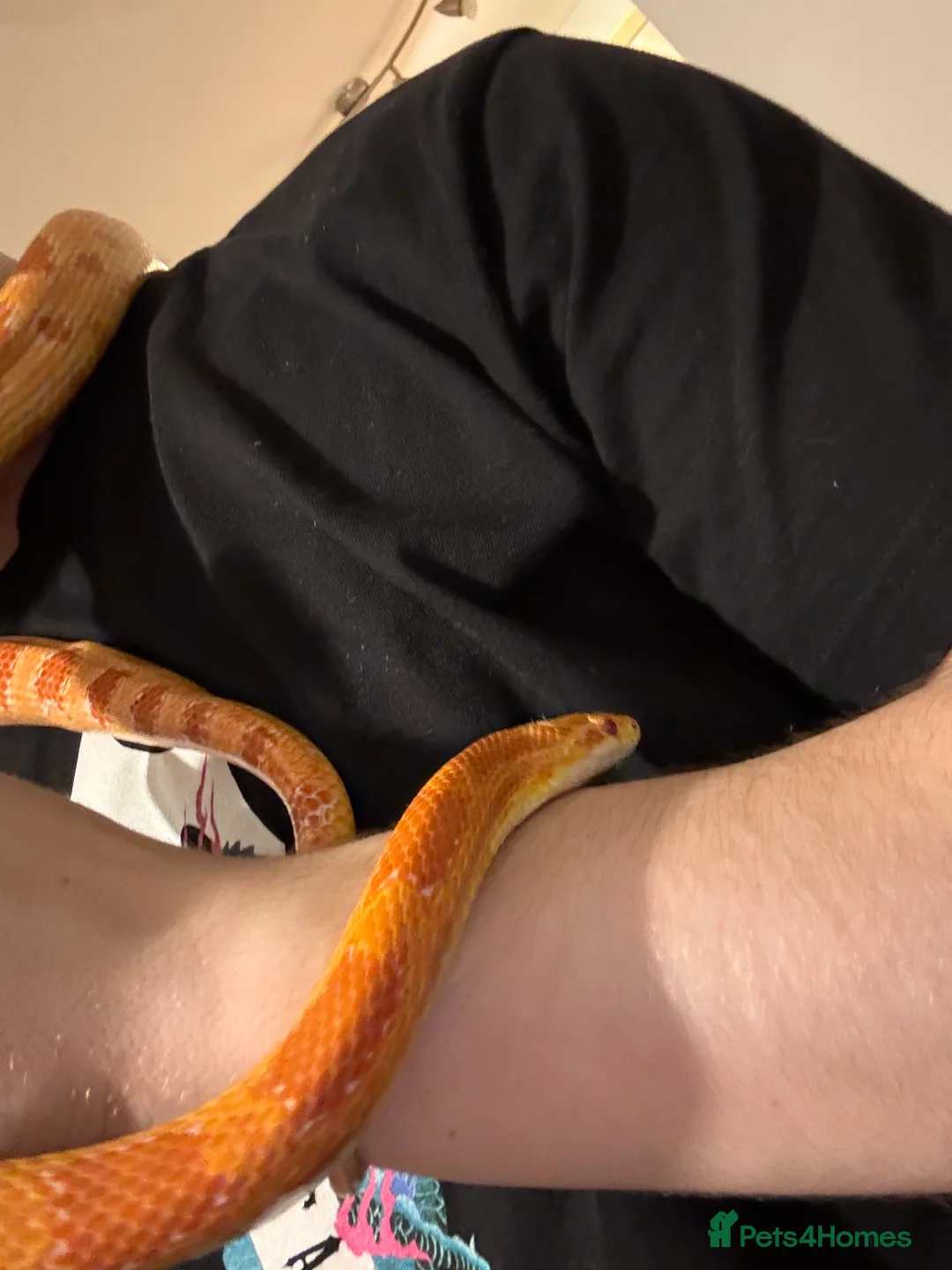 Corn Snake reptiles for sale: Rita and rody  - Advert 2