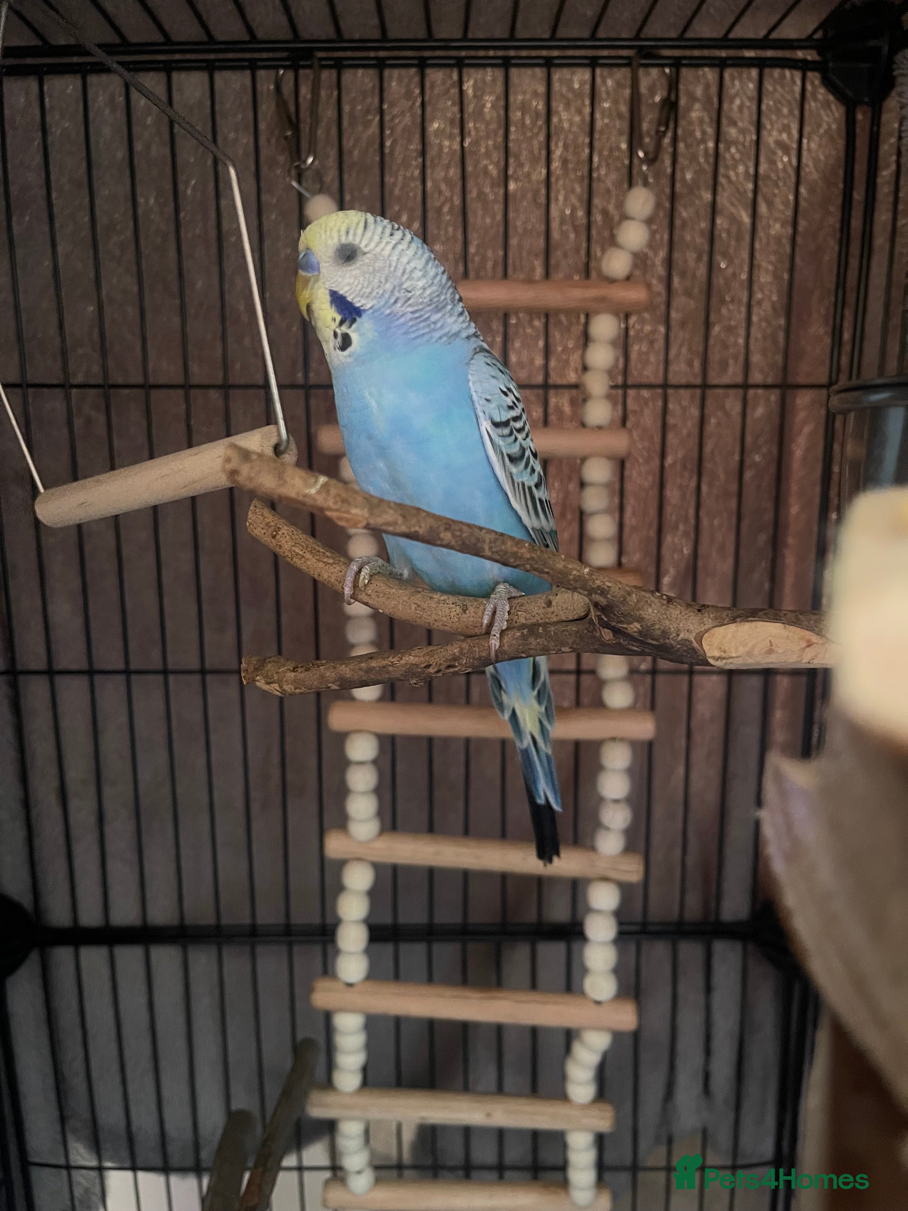 Budgerigars birds Budgie For sale  - Advert 7