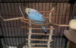 Budgerigars birds for sale: Budgie For sale  - Advert 1