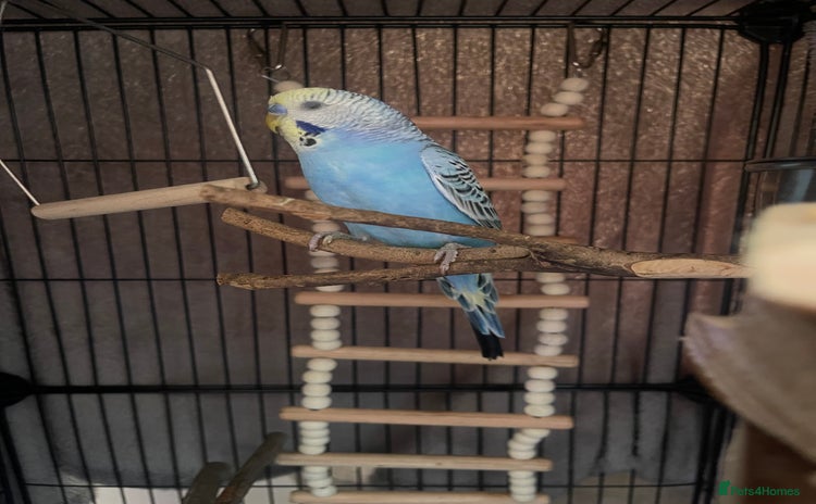 Budgerigars birds Budgie For sale  - Advert 1
