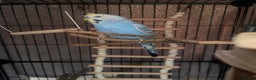 Budgerigars birds for sale: Budgie For sale  - Advert 1