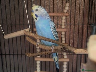Budgerigars birds Budgie For sale - Advert 13